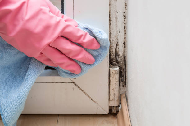 Best Mold Removal Process  in USA